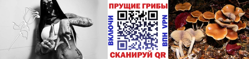 Галлюциногенные грибы Psilocybe  Скопин 